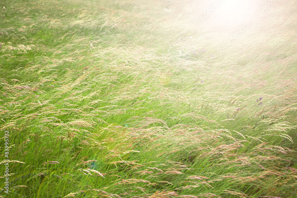 Windy yellow green color meadow grass.