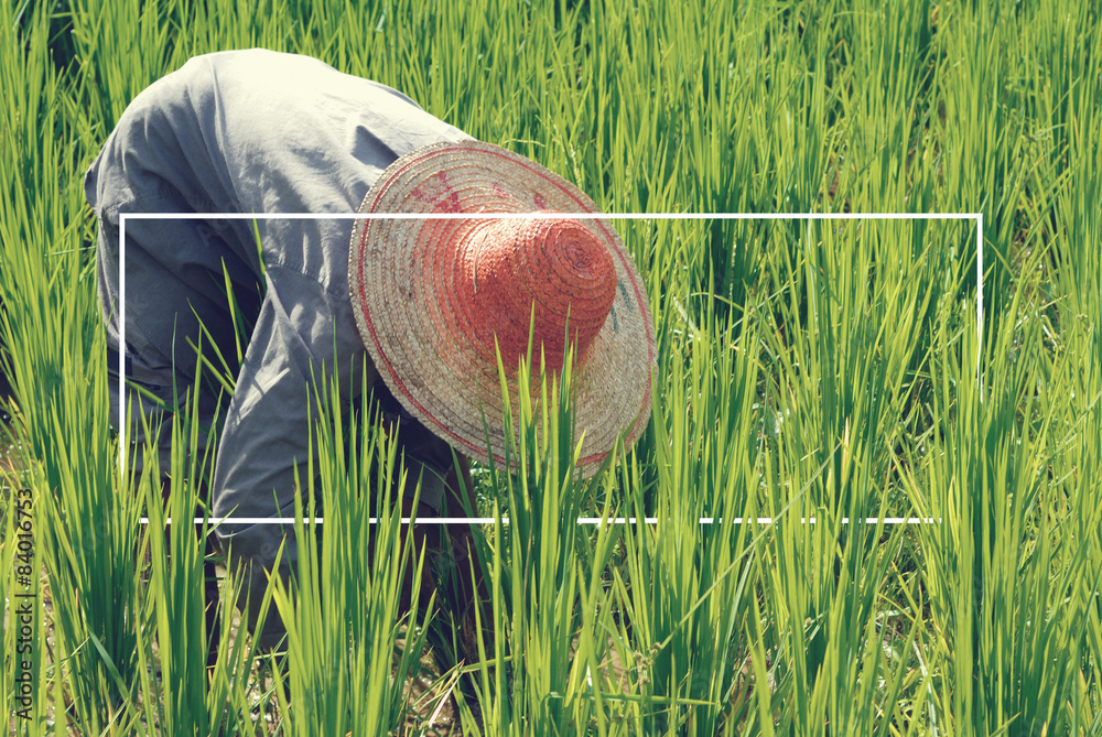 Farmer harvesting rice Agricultaral Organic Concept