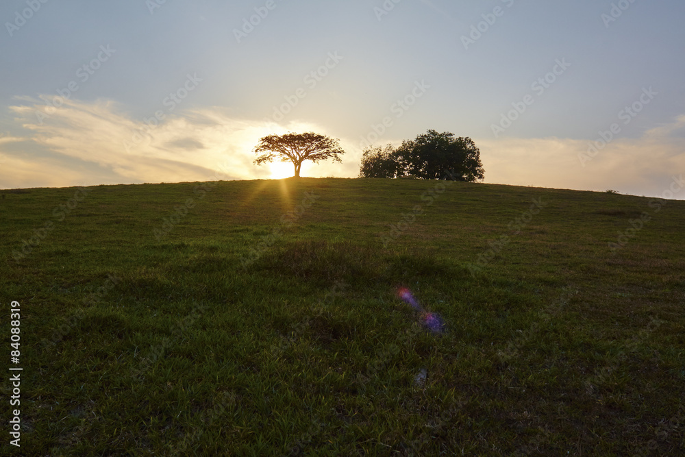 Sunset silhouette tree