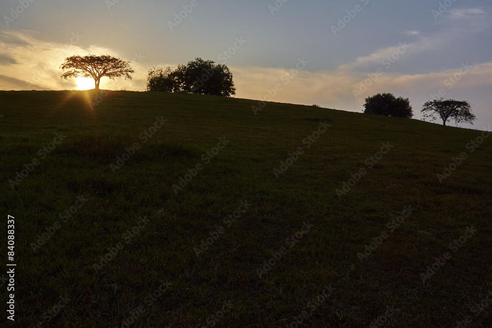 Sunset silhouette tree