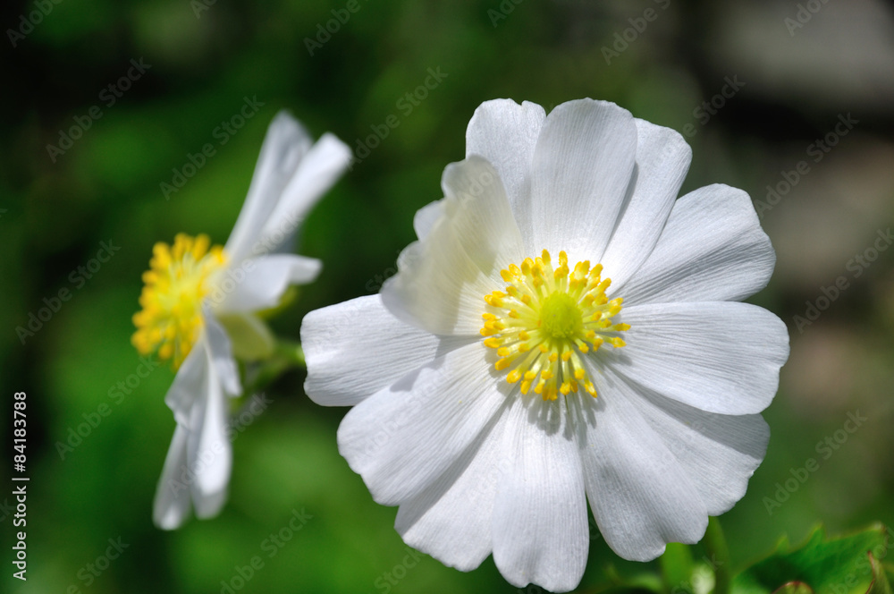 Mount Cook Lily