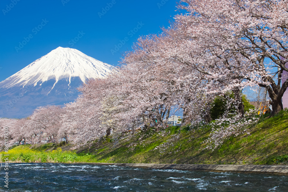 春天的富士山和樱花樱花