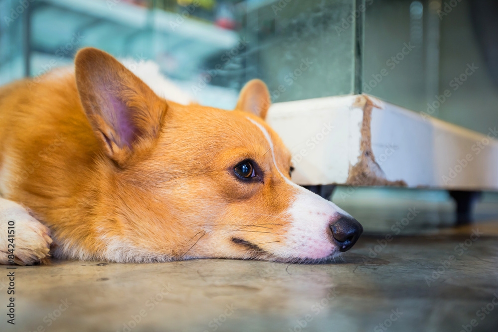 Pembroke wales corgi crouching on floor.