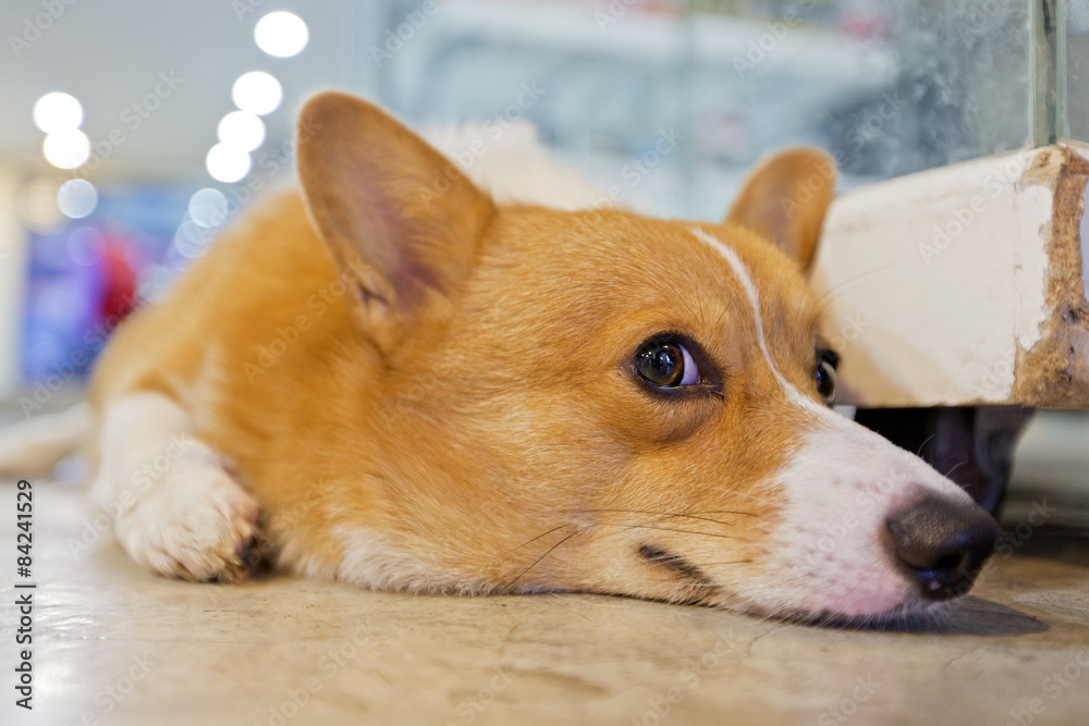 彭布罗克威尔士柯基犬蜷缩在地板上。