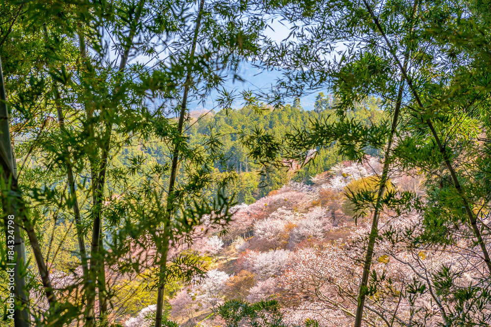 吉野山，春天的日本