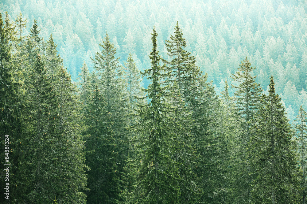 Green coniferous forest with old spruce, fir and pine trees