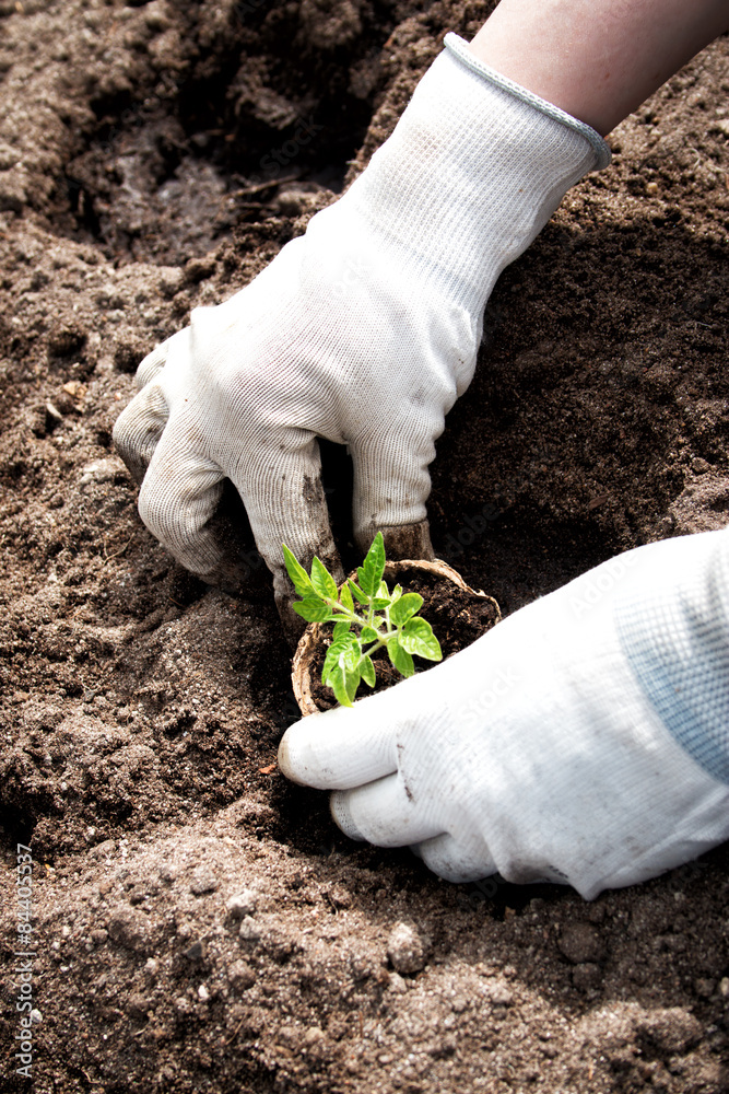 Hands putting tomato seedling