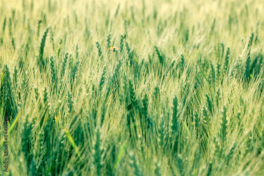 Unripe wheat 