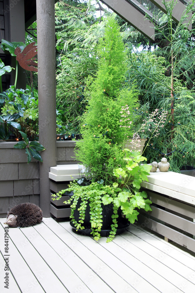 室外甲板上的绿柏树种植园。