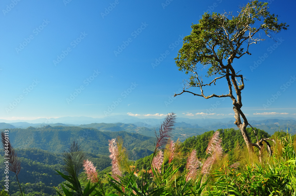 Mission grass and tree on hill side