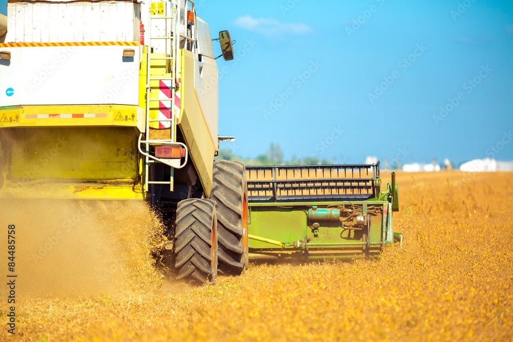 Wheat, farming, flour.