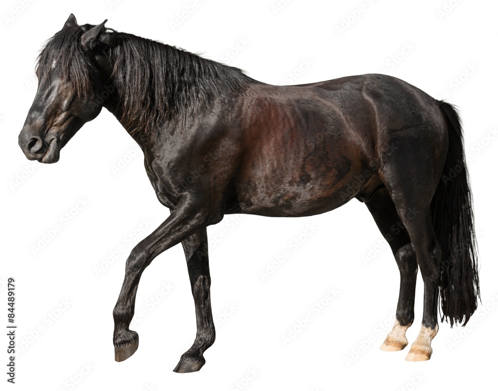 Horse, Isolated, Standing.