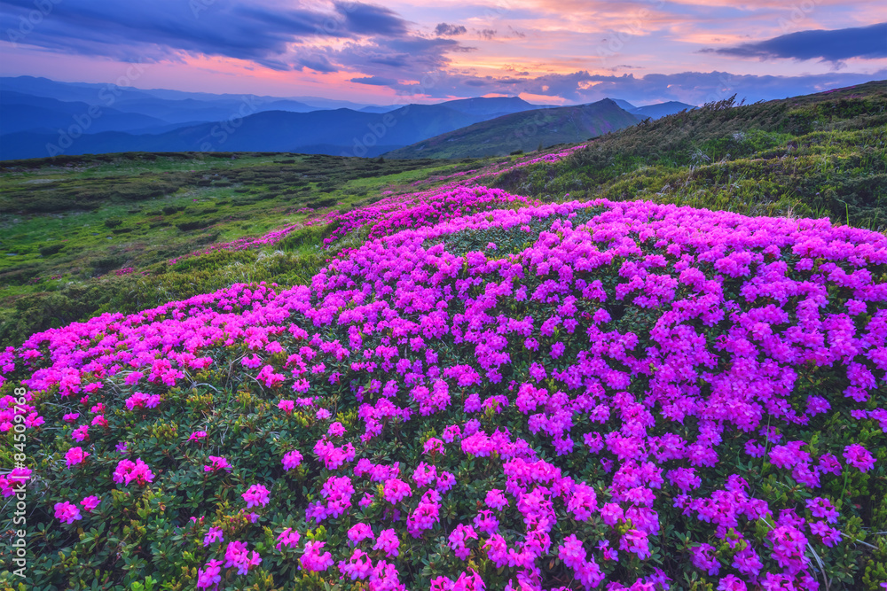 杜鹃花