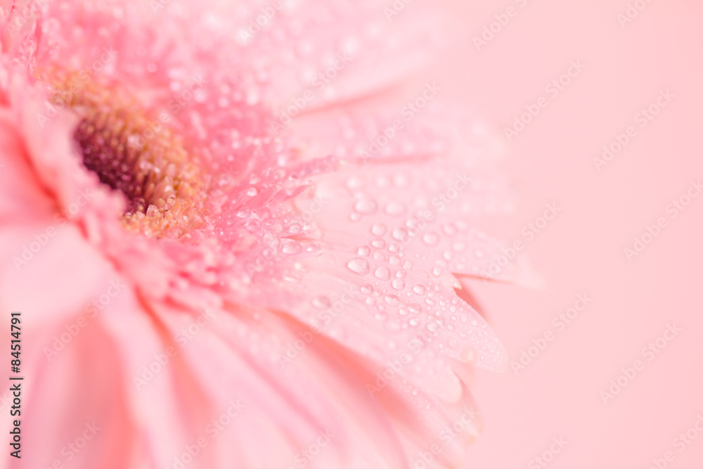 Close up and selective focus of sweet pink  Gerbera flower 