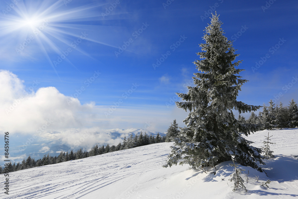 landscape with pine in mountains