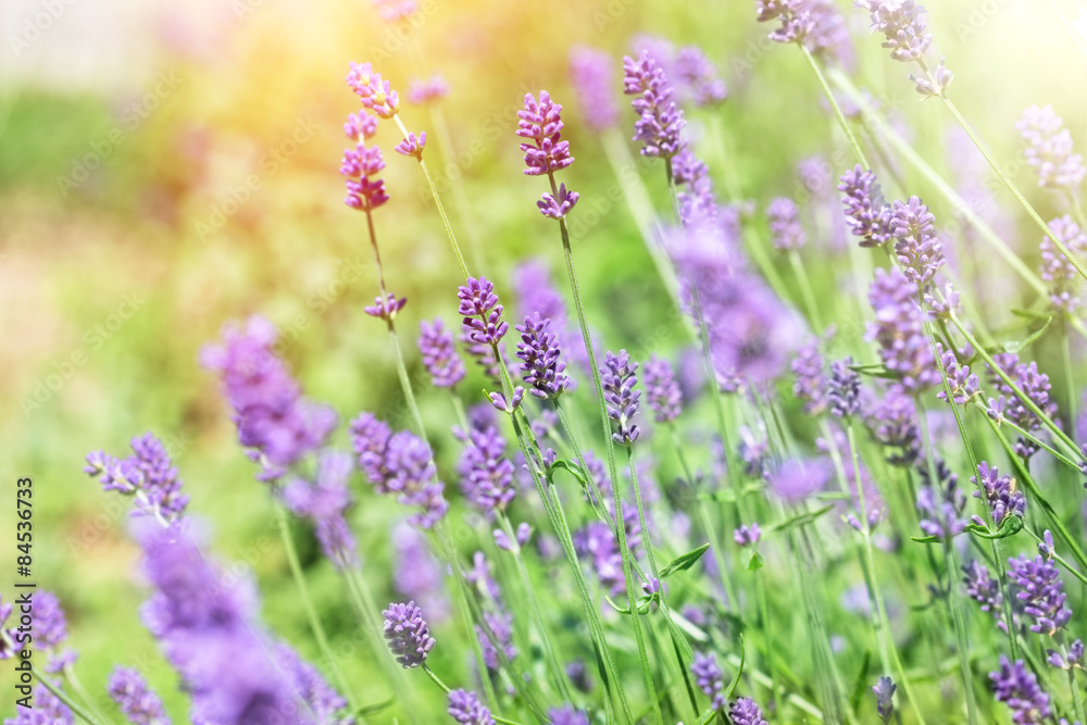 Lavander flowers in my garden (Vrsac, Vojvodina, Serbia)