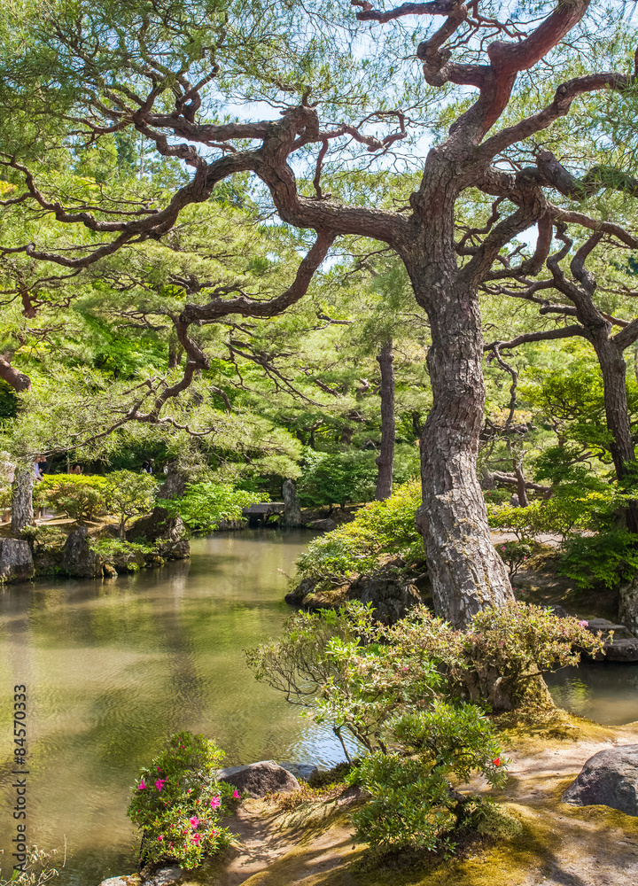 夏季美丽的日本绿色花园