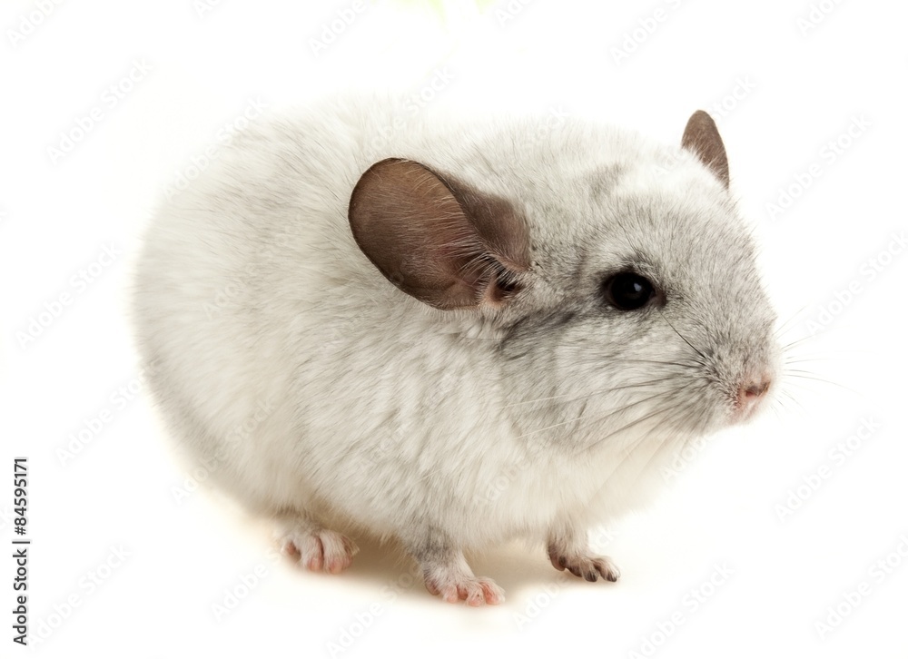 Chinchilla, Rodent, Cut Out.