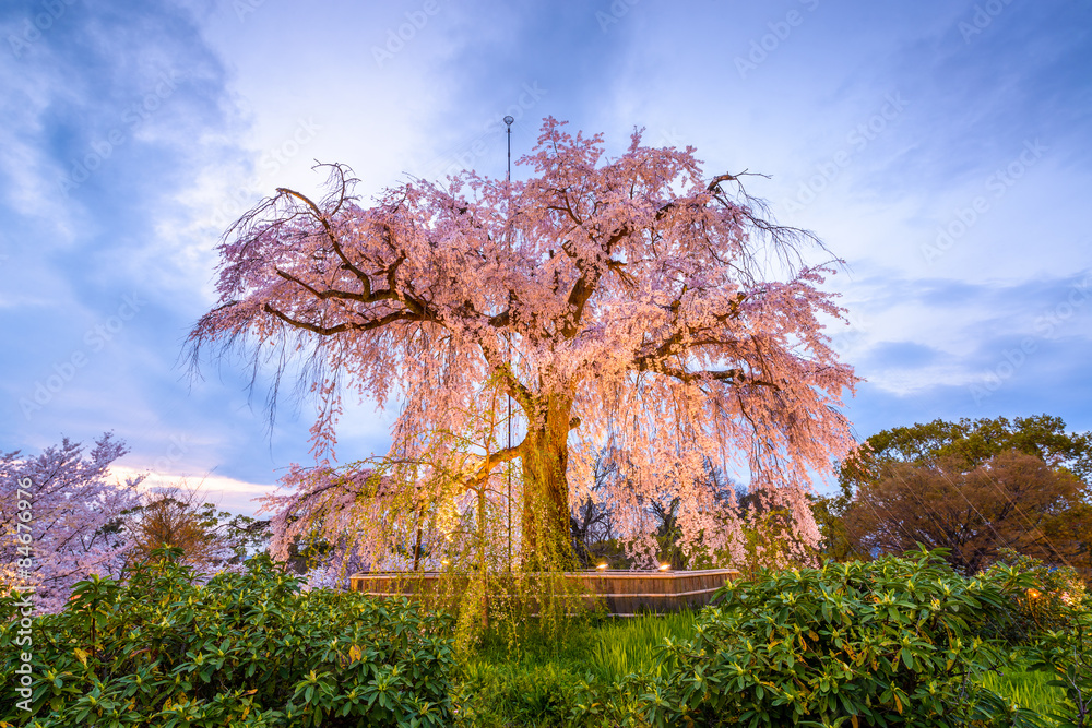 Maruyama Park in Spring