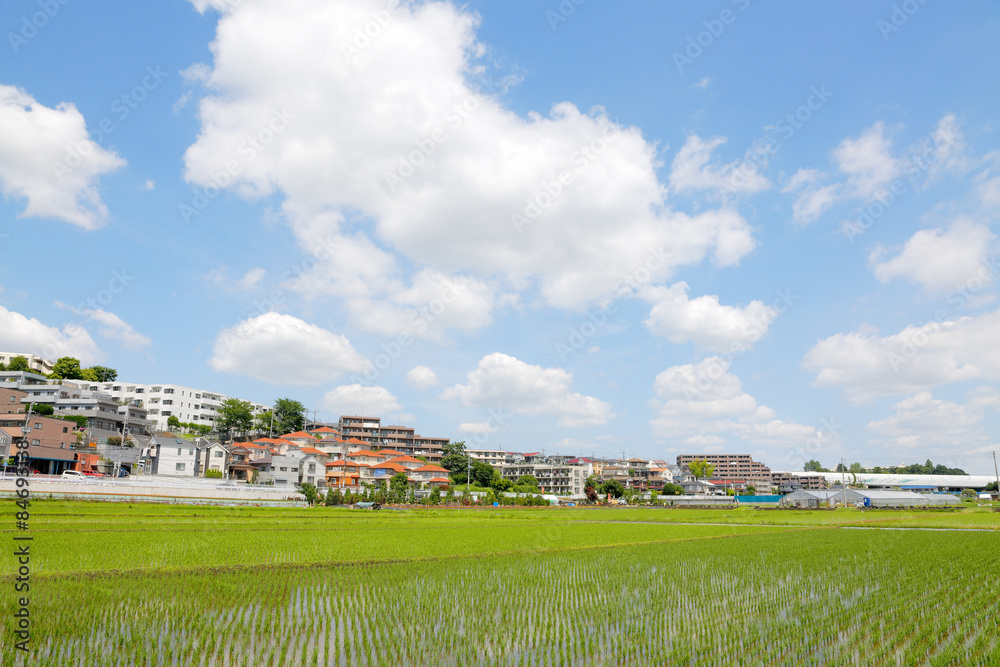 水田と住宅街