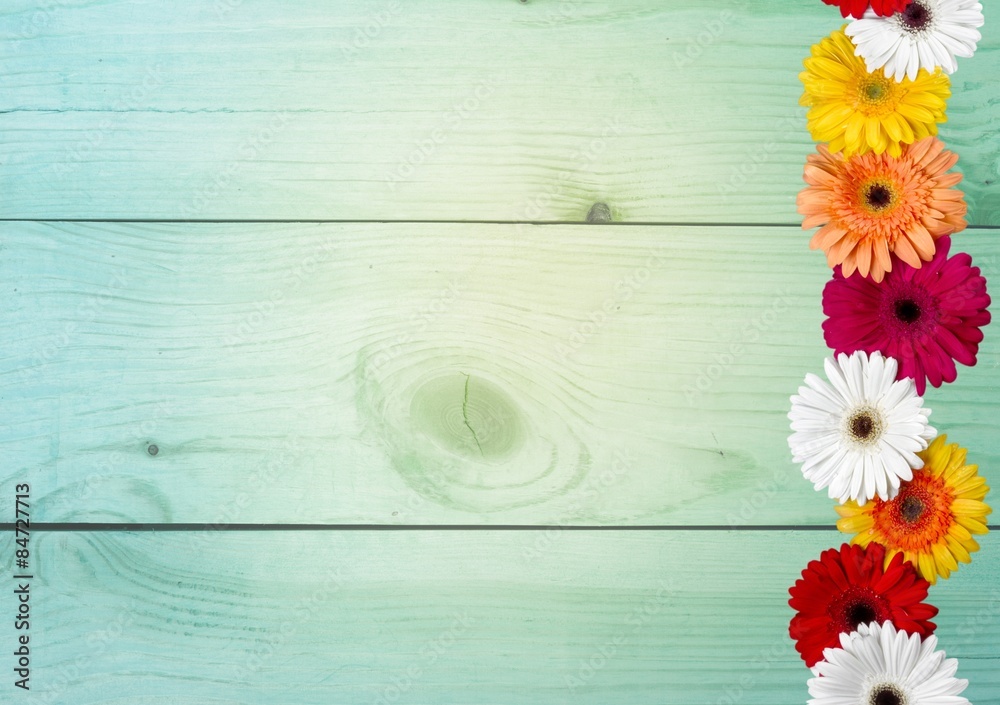 Daisy, Frame, Gerbera Daisy.