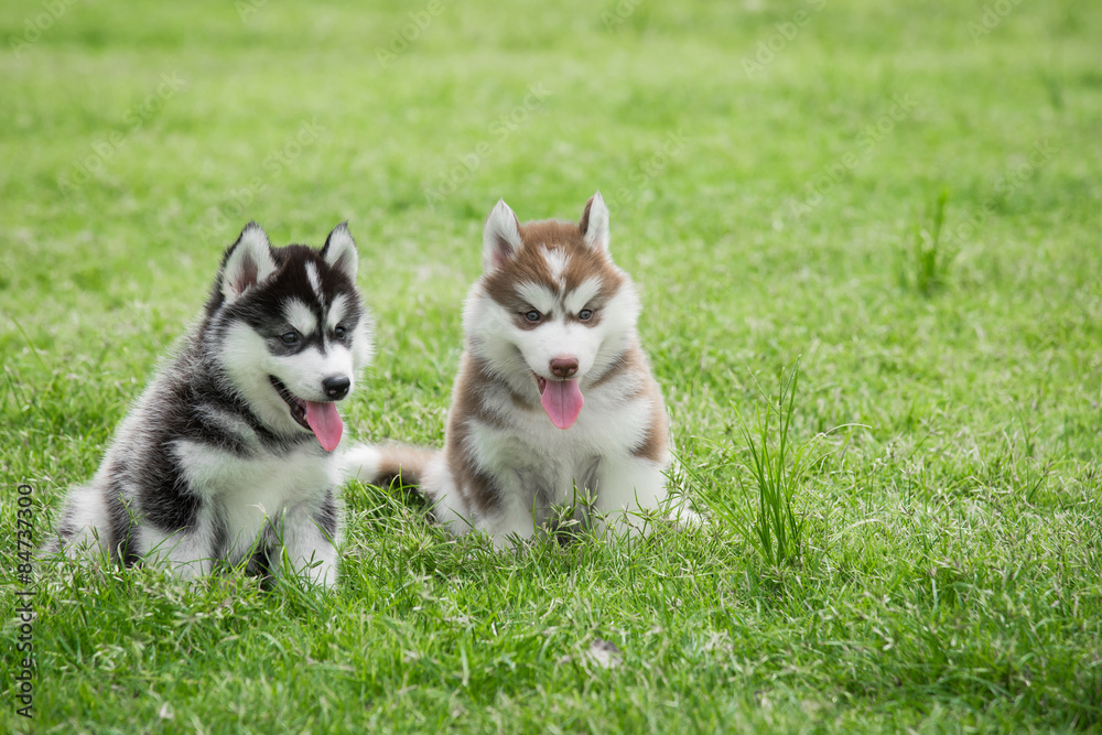 Two Siberian husky puppies sitting