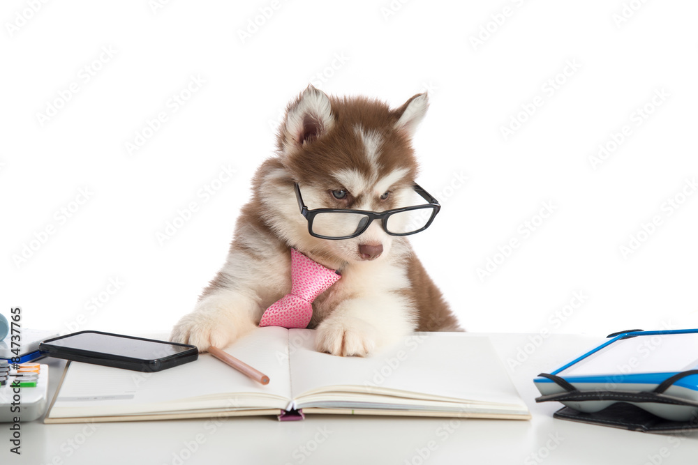 Cute siberian husky puppy in glasses working