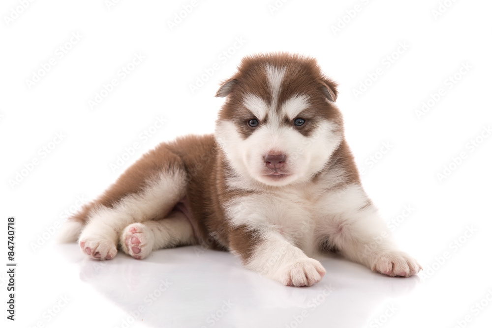 Cute siberian husky puppy lying