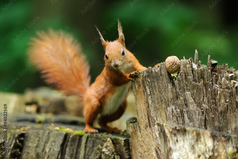 Squirrel with nuts