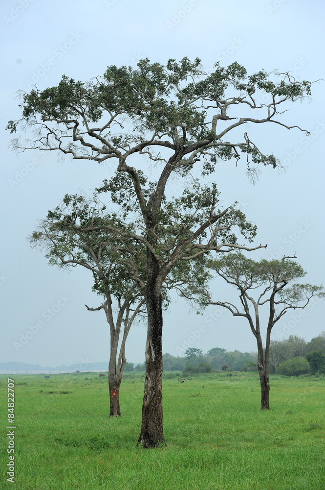 Three high trees