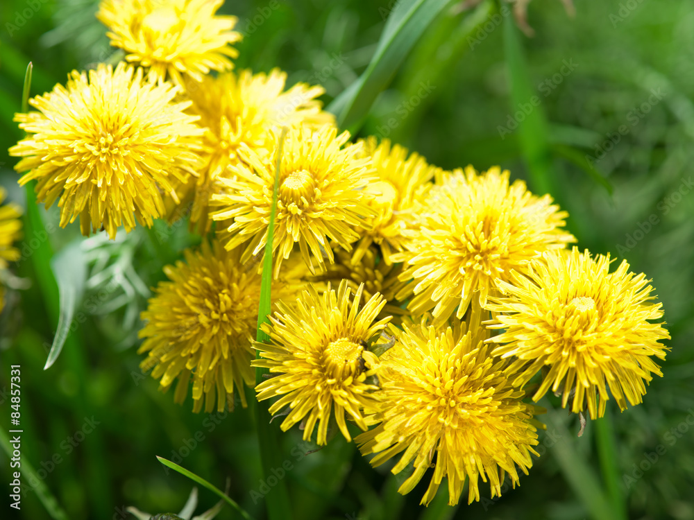 Dandelion flowers in the garden.