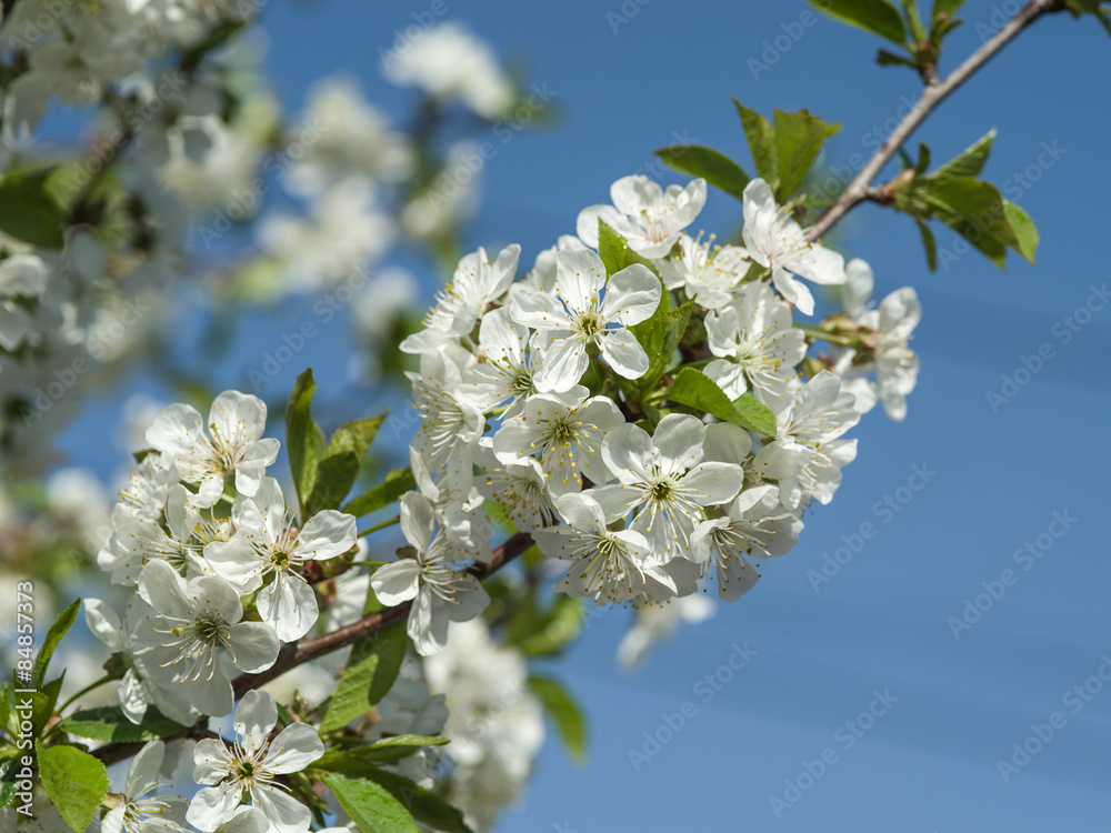 Blooming apple tree twig.