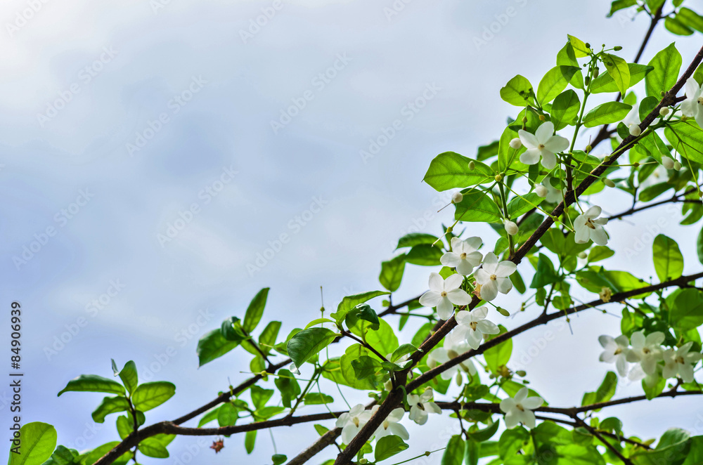 白花蓝天背景