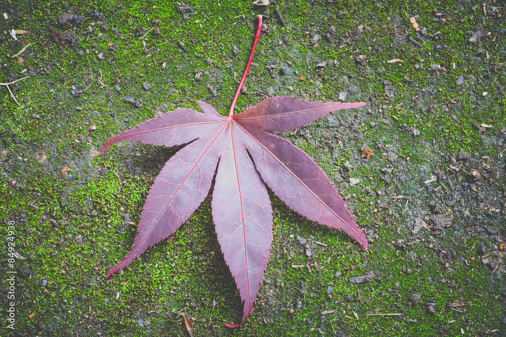 红枫叶绿苔背景