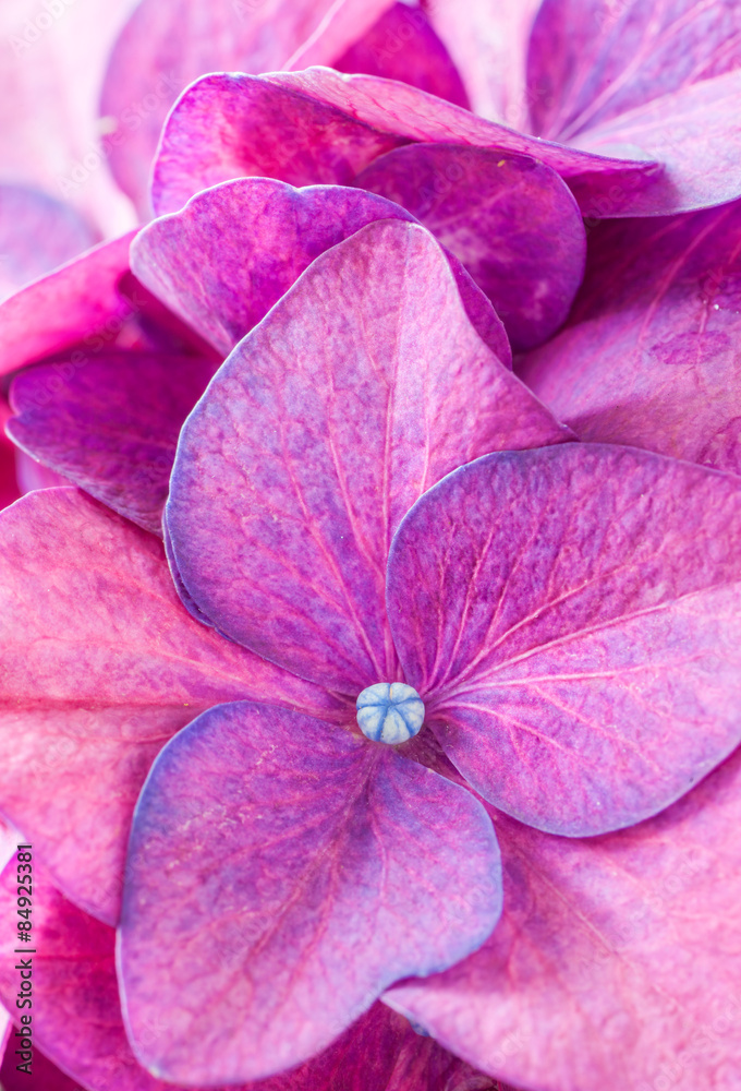 Close - up Hydrangea macrophylla summer and autumn flower