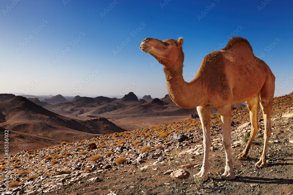 Camel in Sahara Desert