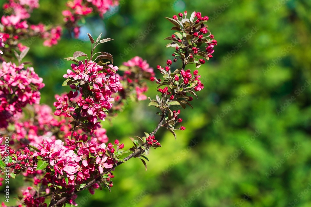 Spring, flower, blossoming.