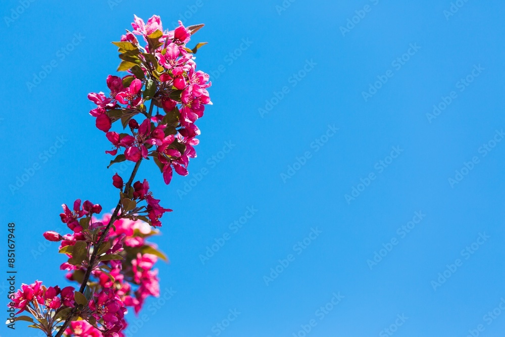 春天，花朵，背景。