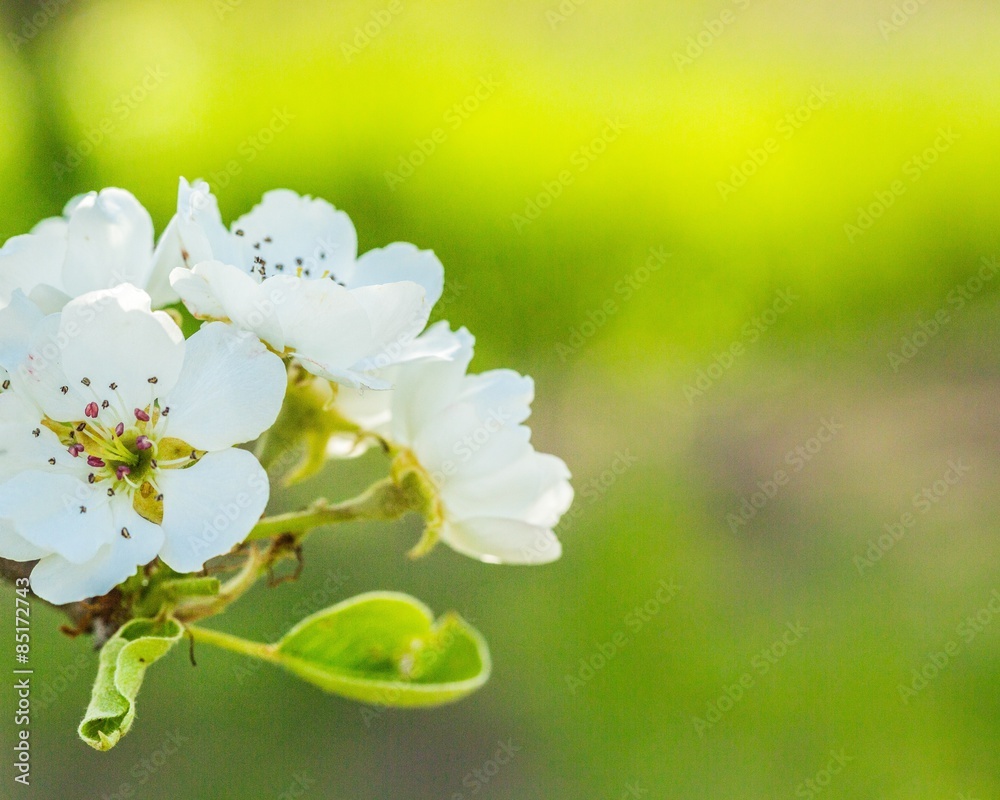 Spring, bright, outdoor.