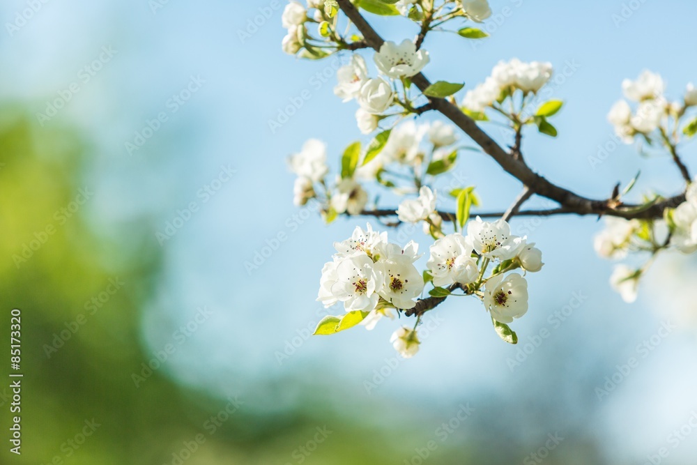 花，背景，春天。