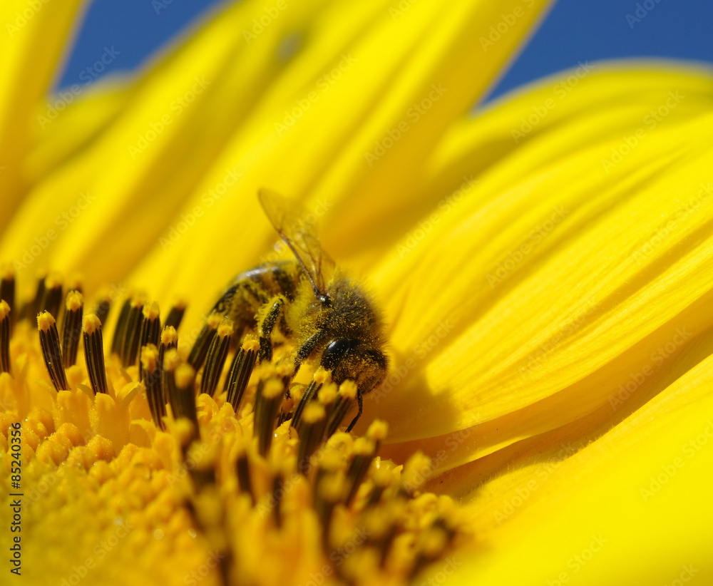 bee and sunflower