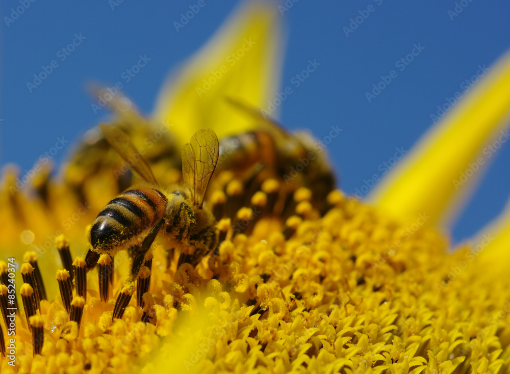 bee and sunflower