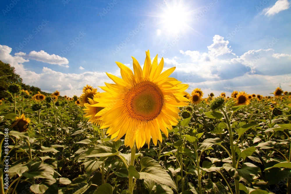 Sunflower, Field, Flower.