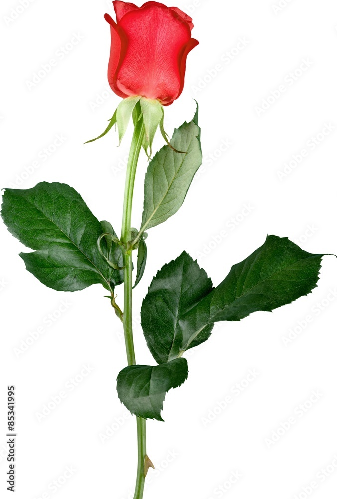 Rose, Red, Single Flower.