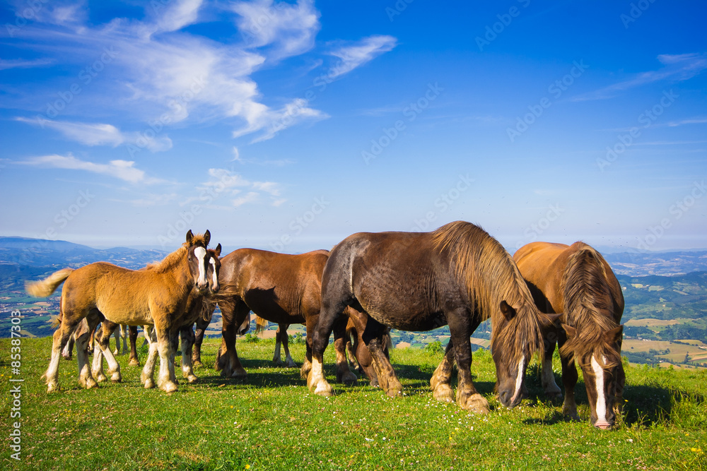 Cavalli liberi nel parco del Monte Cucco