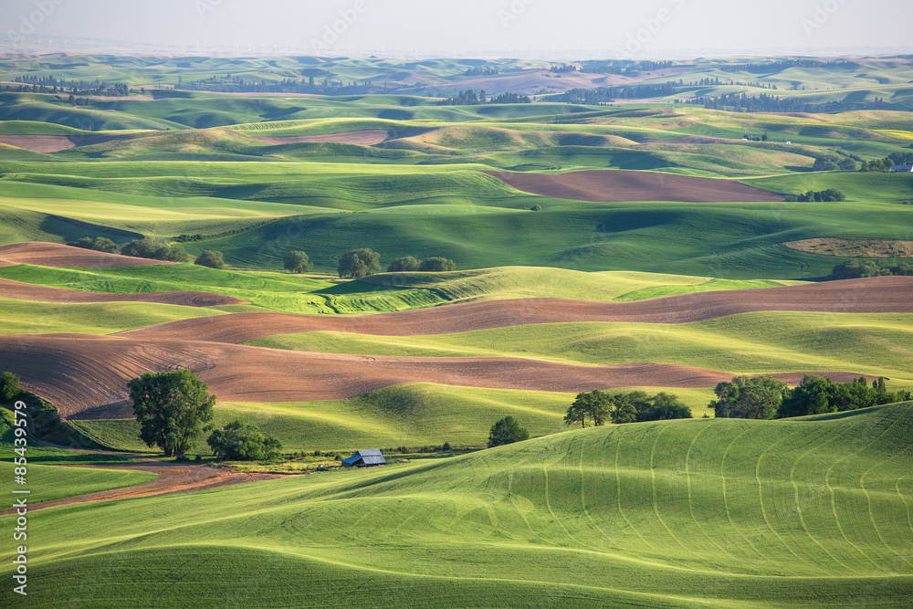 Palouse Washington州的麦田