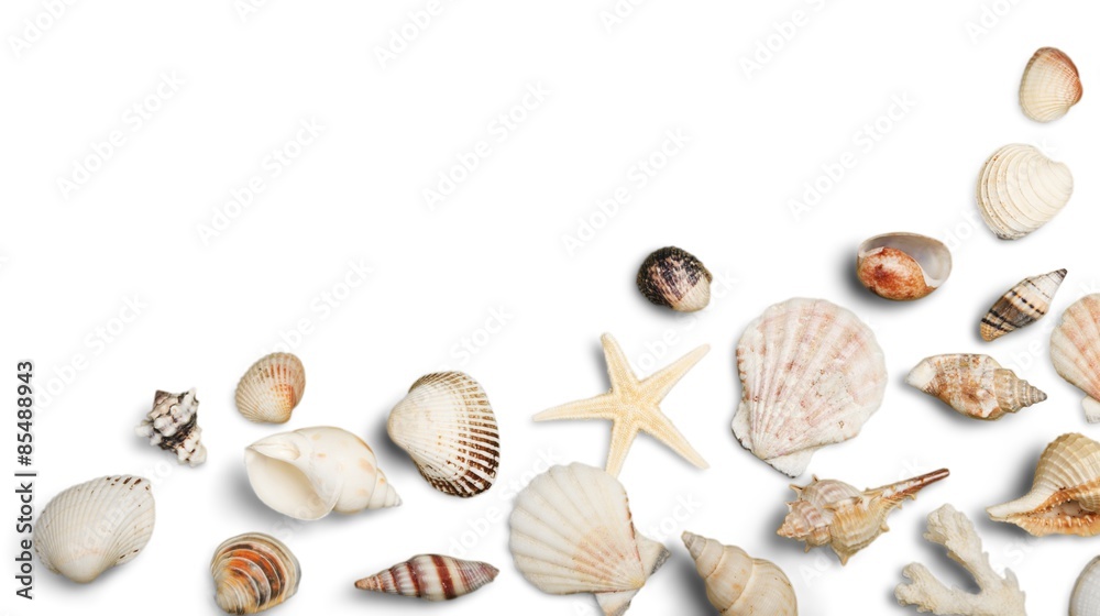 Shell, Beach, Sand.