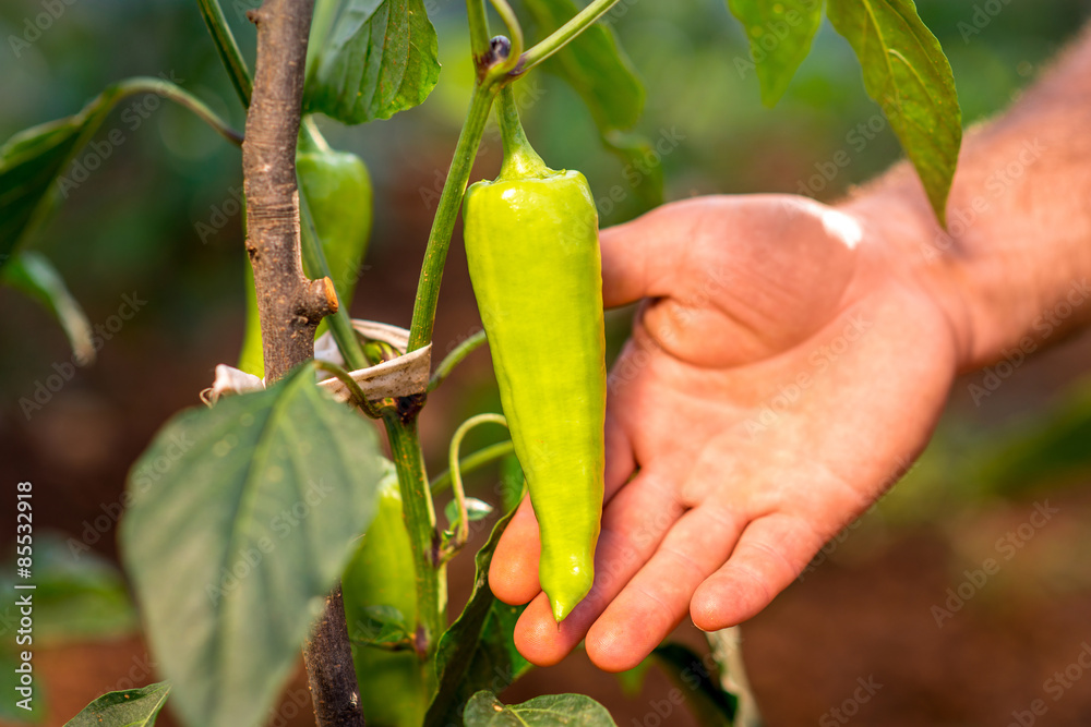 Green pepper