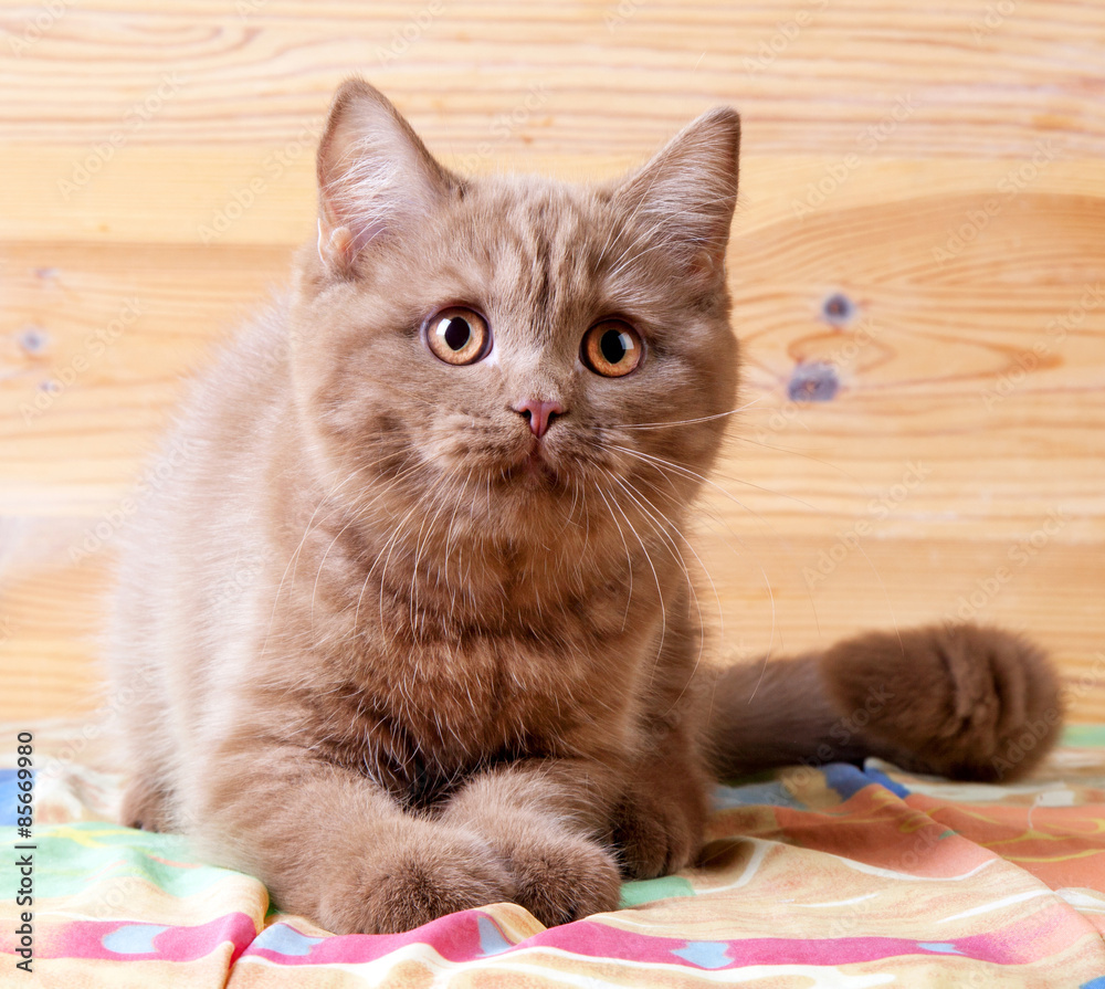 british short hair kitten