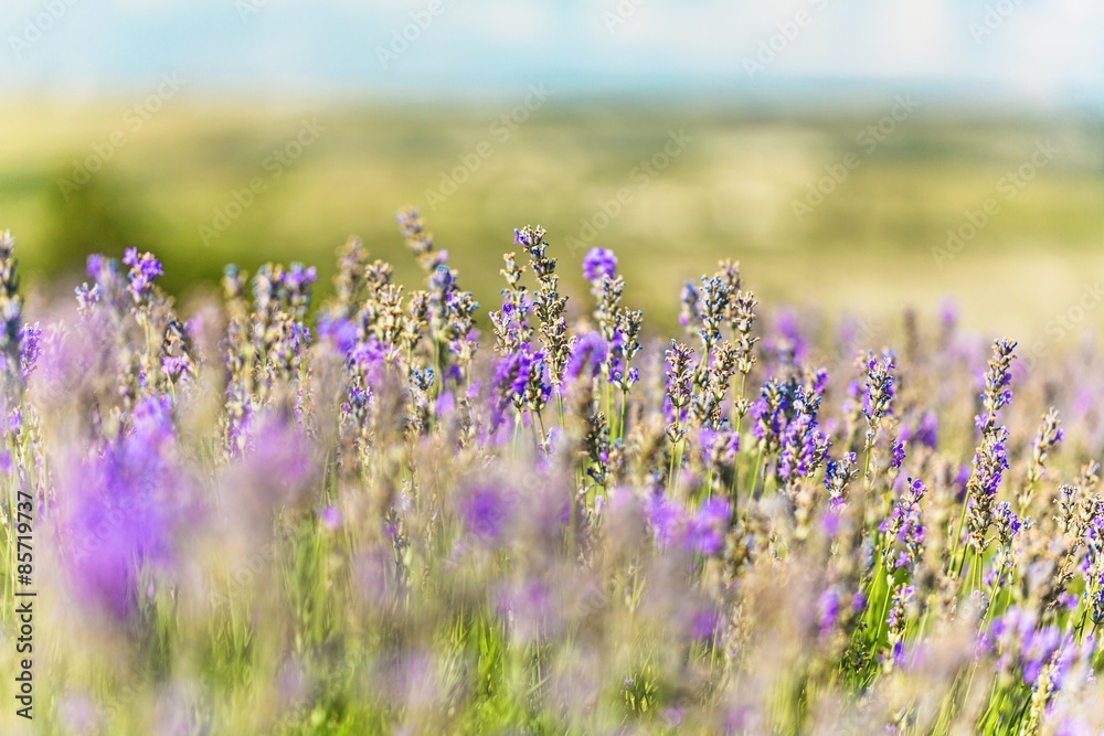 花，丁香，背景。